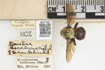Media type: image;   Entomology 803567 Aspect: labels